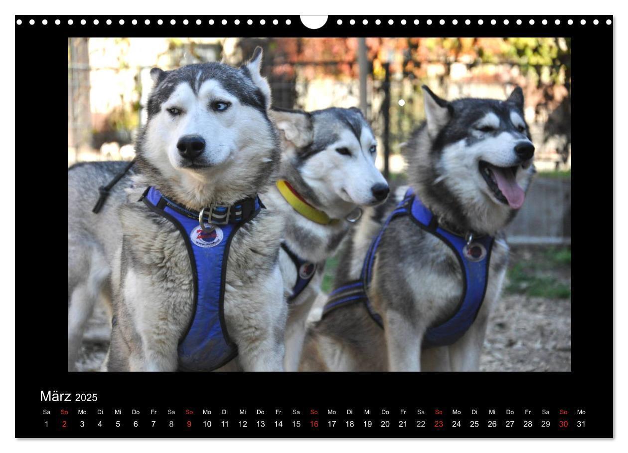 Bild: 9783435837342 | Husky-Kalender (Wandkalender 2025 DIN A3 quer), CALVENDO...