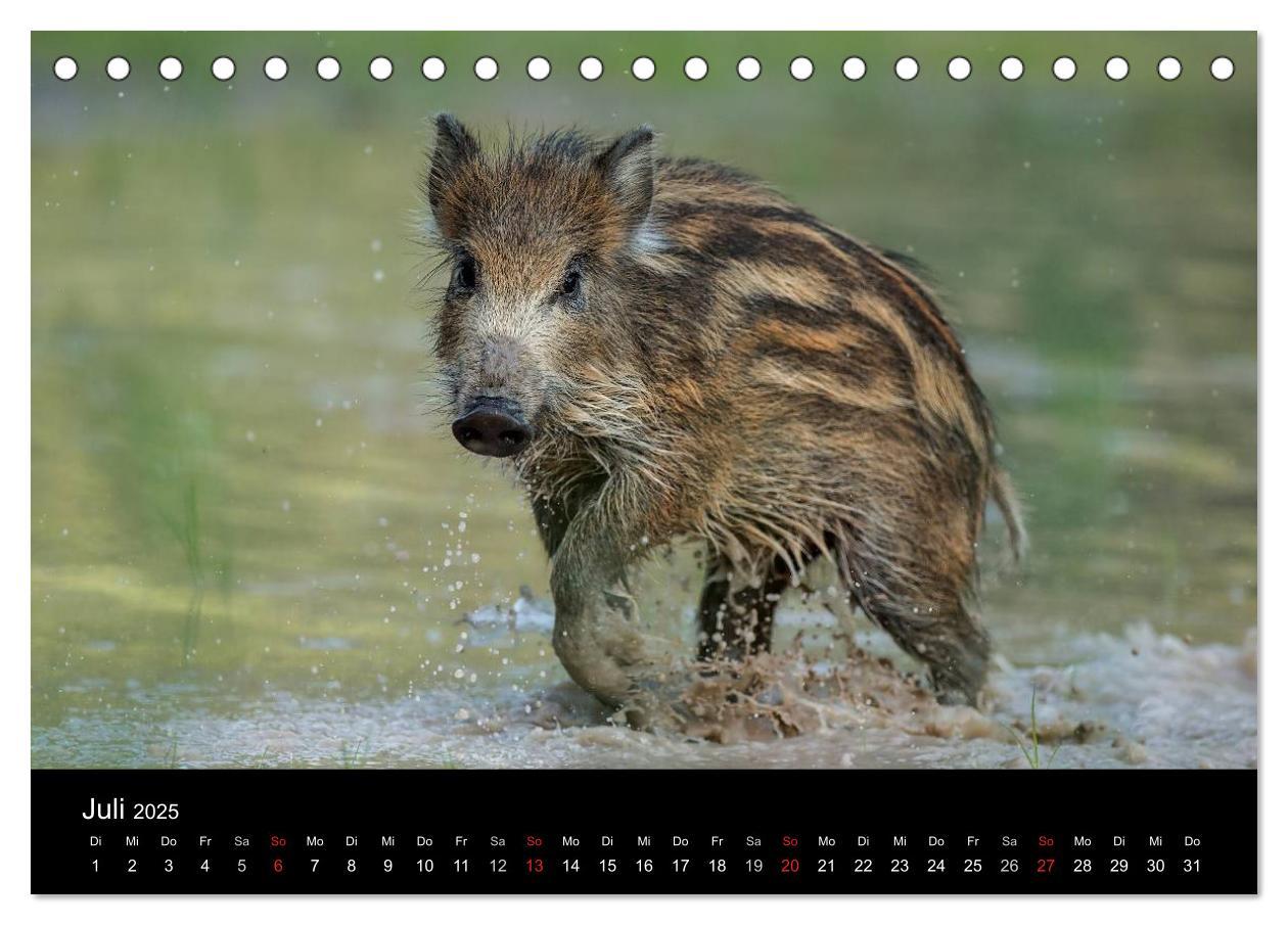 Bild: 9783435535682 | Kleine Schweinereien (Tischkalender 2025 DIN A5 quer), CALVENDO...