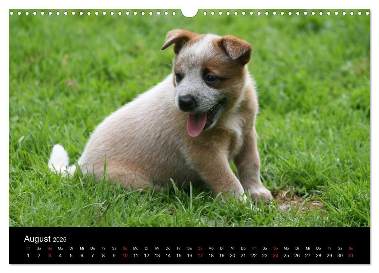 Bild: 9783435749539 | Australian Cattle Dog Welpen (Wandkalender 2025 DIN A3 quer),...