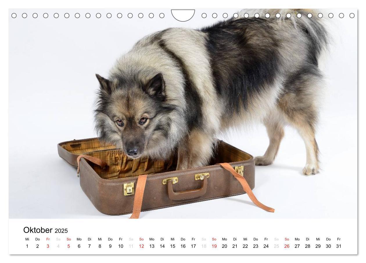 Bild: 9783435805457 | Der Wolfsspitz (Wandkalender 2025 DIN A4 quer), CALVENDO...