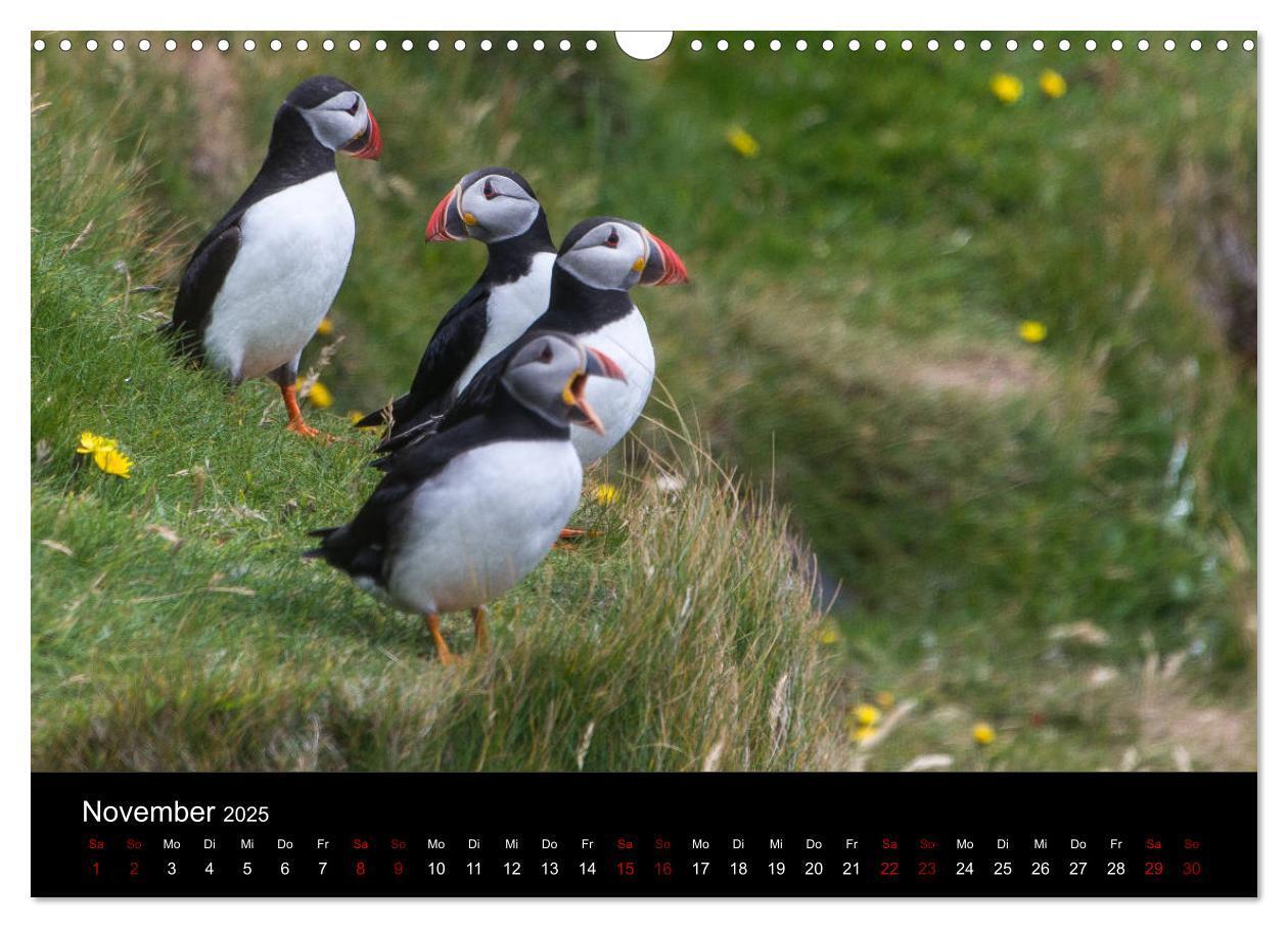 Bild: 9783435410675 | Puffins - Vögel des Nordens (Wandkalender 2025 DIN A3 quer),...