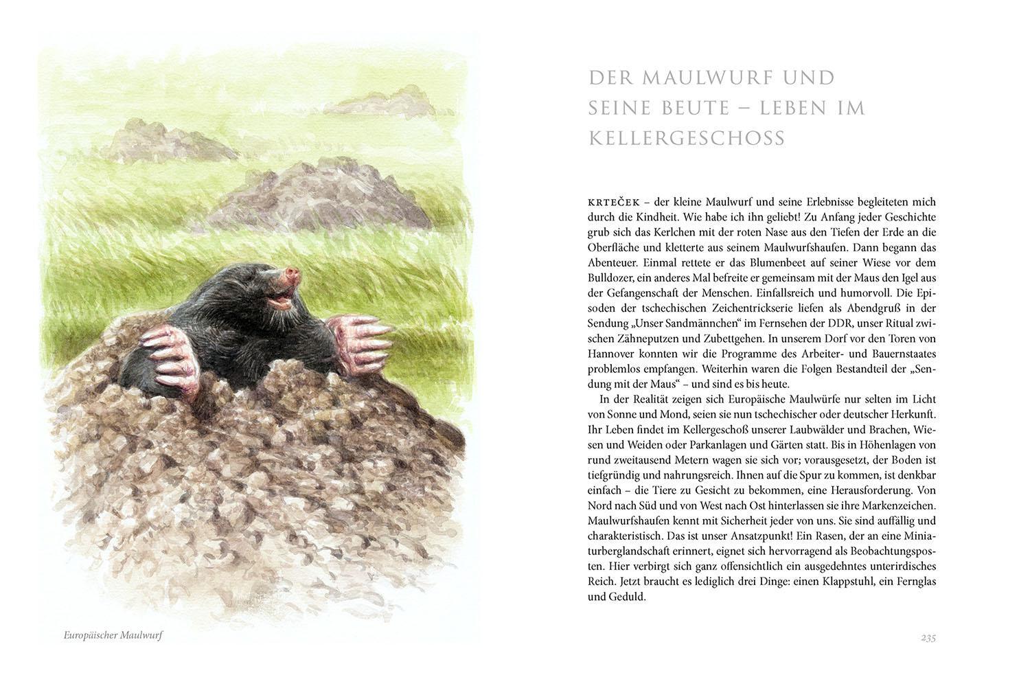 Bild: 9783440174814 | Sommerwiese | Daniela Strauß | Buch | 256 S. | Deutsch | 2023 | Kosmos