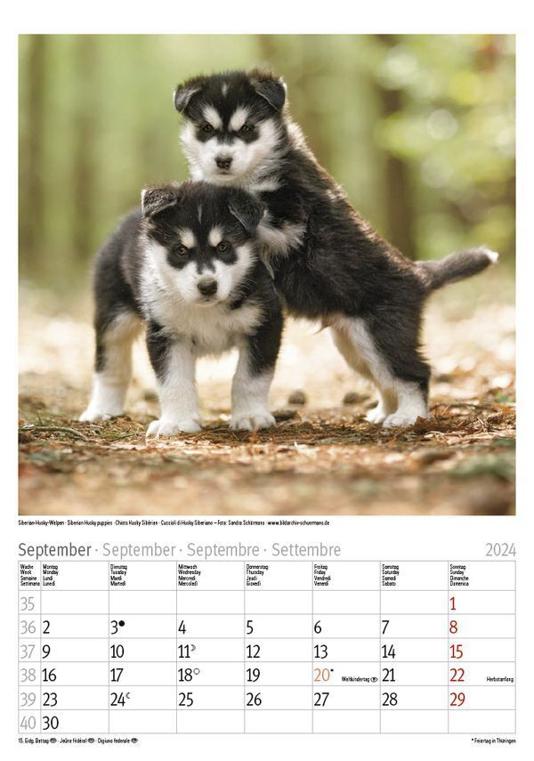 Bild: 9783731868965 | Hunde 2024 | Korsch Verlag | Kalender | Spiralbindung | 13 S. | 2024