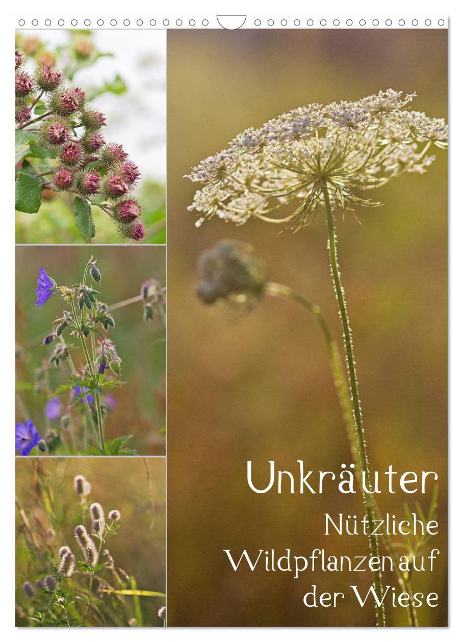 Cover: 9783383231445 | Unkräuter - Nützliche Wildpflanzen auf der Wiese (Wandkalender 2024...