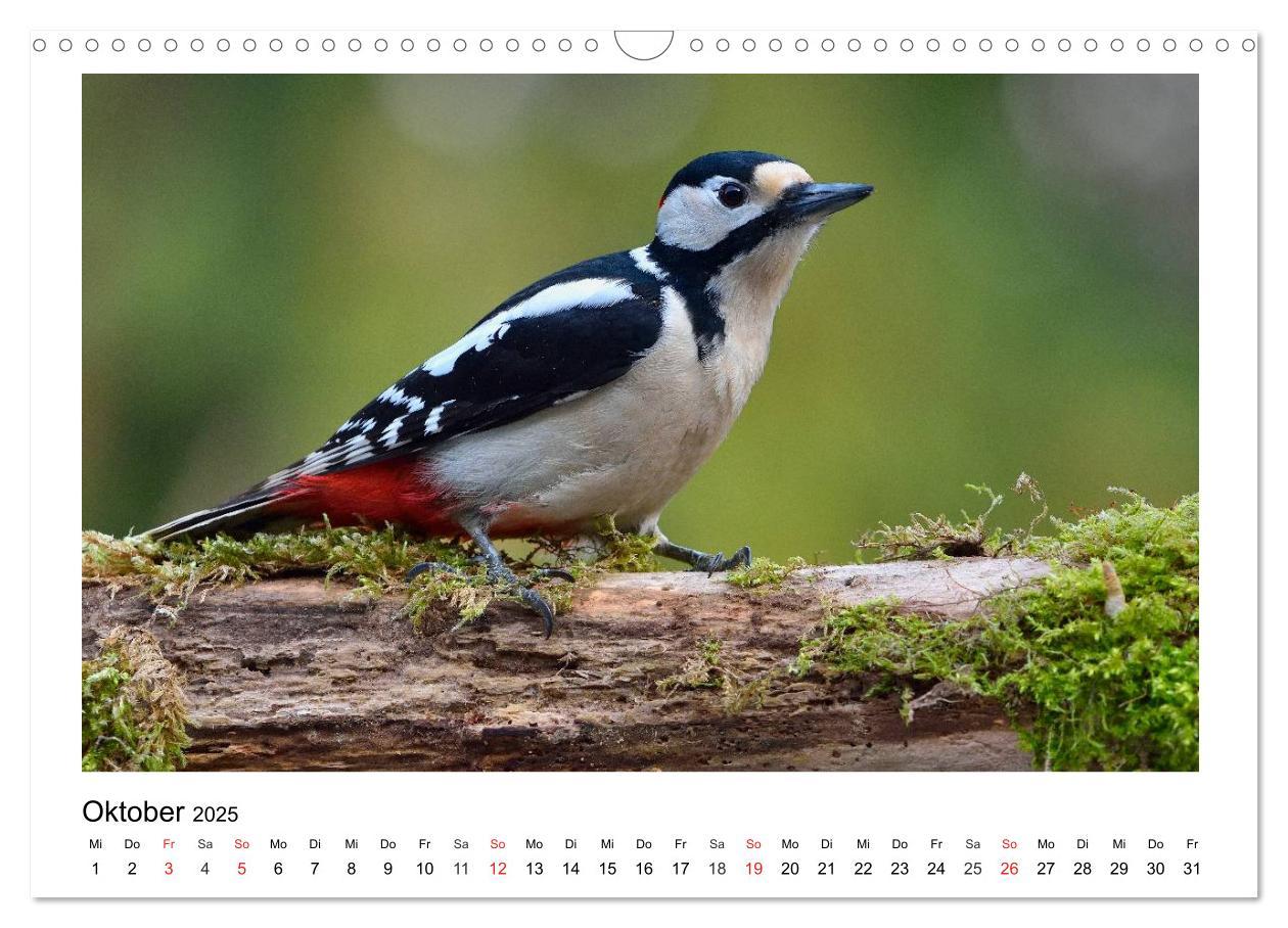 Bild: 9783435474677 | Heimische Gartenvögel - Gefiederte Freunde (Wandkalender 2025 DIN...