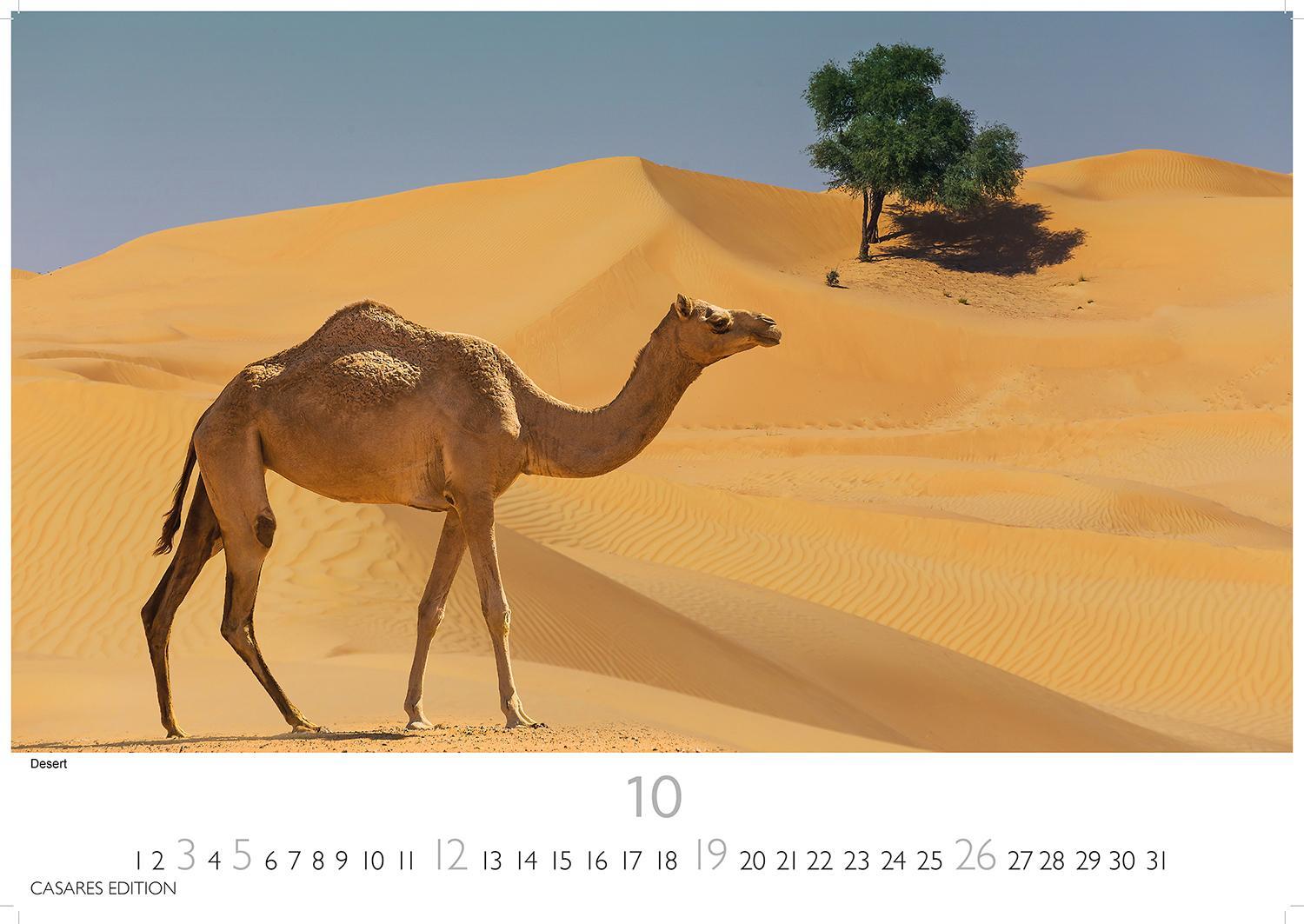 Bild: 9781835240892 | Dubai/Abu Dhabi 2025 S 24x35 cm | Kalender | 14 S. | Deutsch | 2025