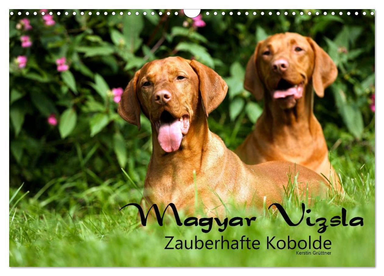 Cover: 9783435518838 | Magyar Vizsla - Zauberhafte Kobolde (Wandkalender 2025 DIN A3...