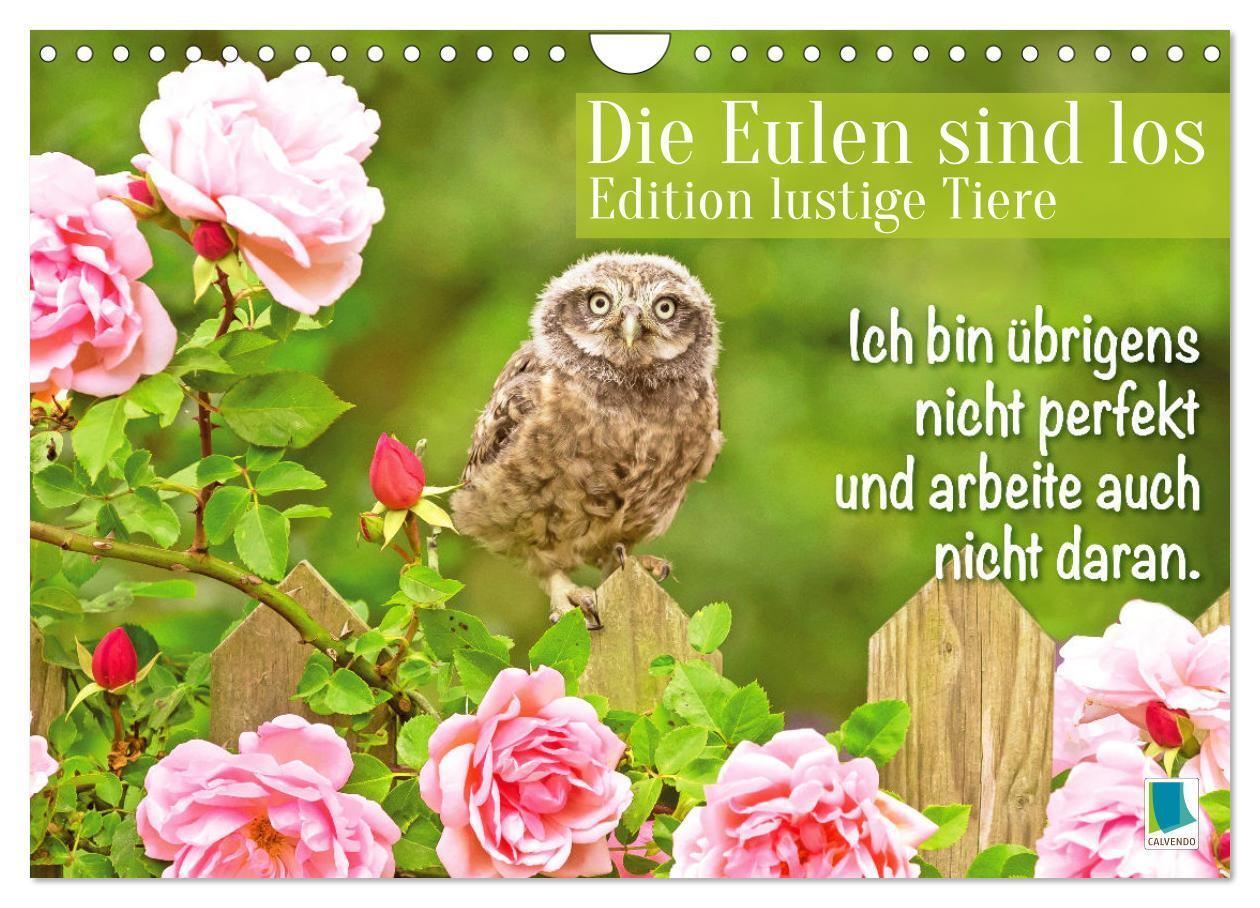 Cover: 9783457179482 | Die Eulen sind los: Edition lustige Tiere (Wandkalender 2025 DIN A4...