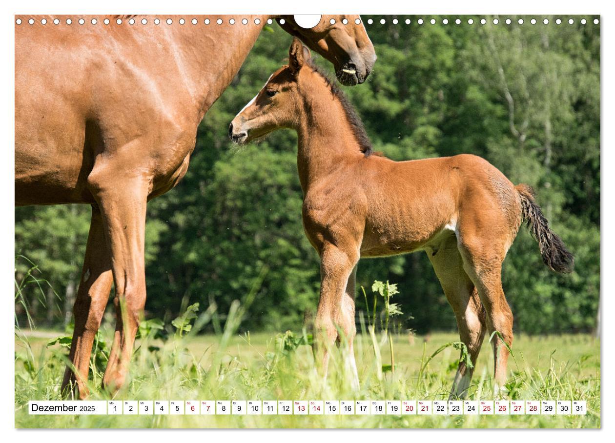 Bild: 9783435090259 | Fohlen - das Leben ist schön (Wandkalender 2025 DIN A3 quer),...