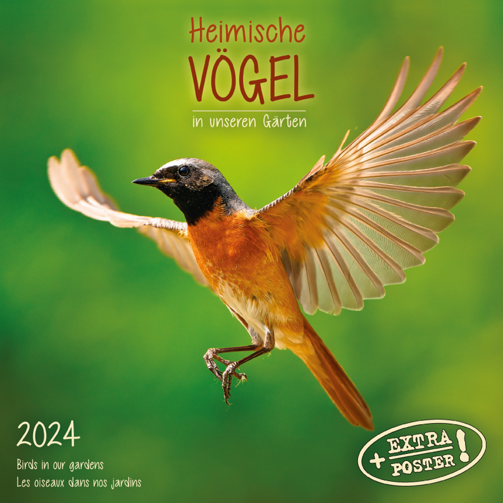 Cover: 9783959293365 | Heimische Vögel 2024 | Kalender 2024 | Kalender | Drahtheftung | 28 S.