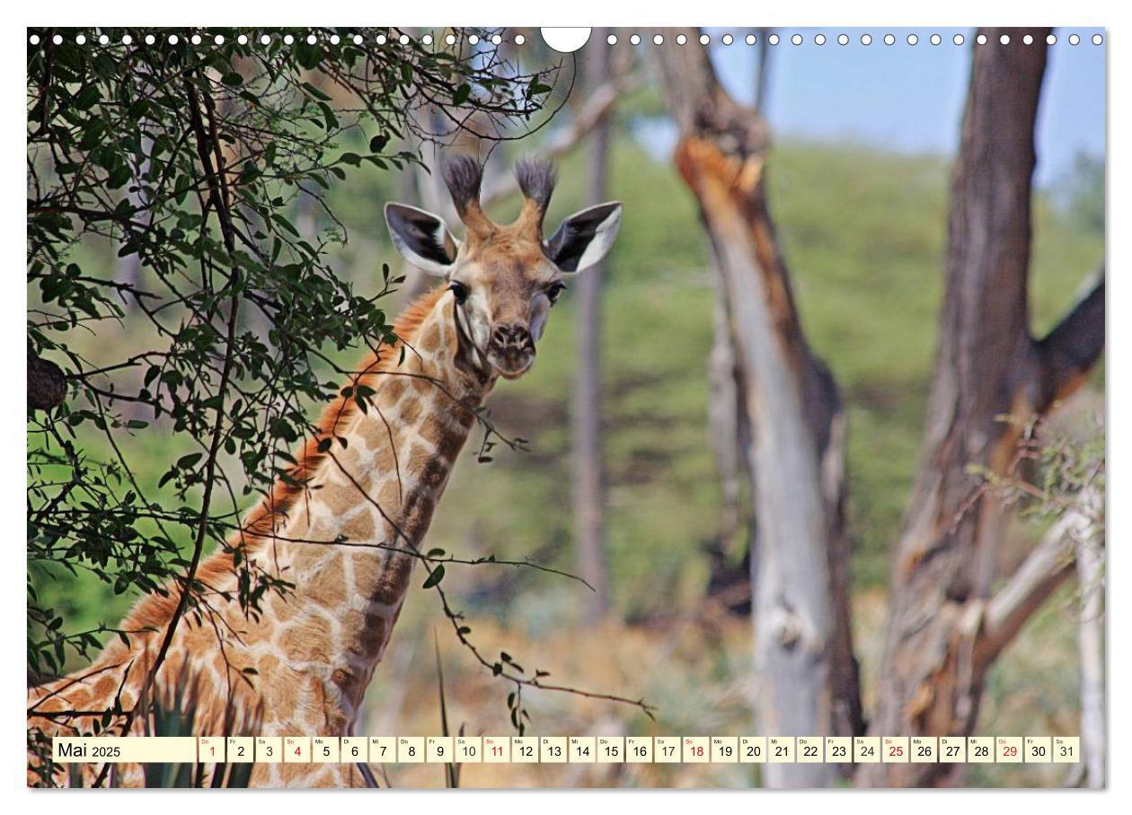 Bild: 9783435491766 | Wildes Leben in Botswana (Wandkalender 2025 DIN A3 quer), CALVENDO...