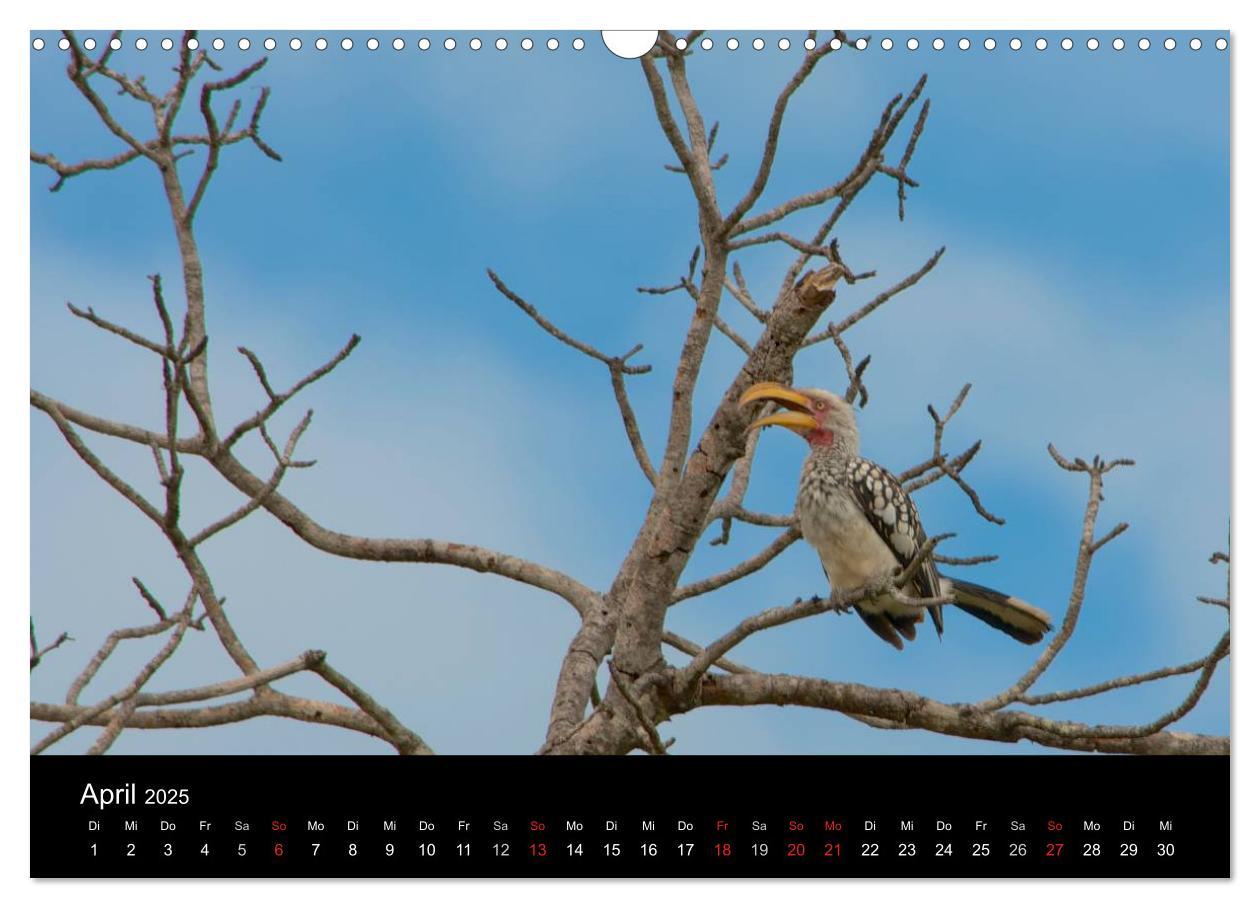 Bild: 9783435768967 | Krüger Nationalpark - Kalender 2025 (Wandkalender 2025 DIN A3...