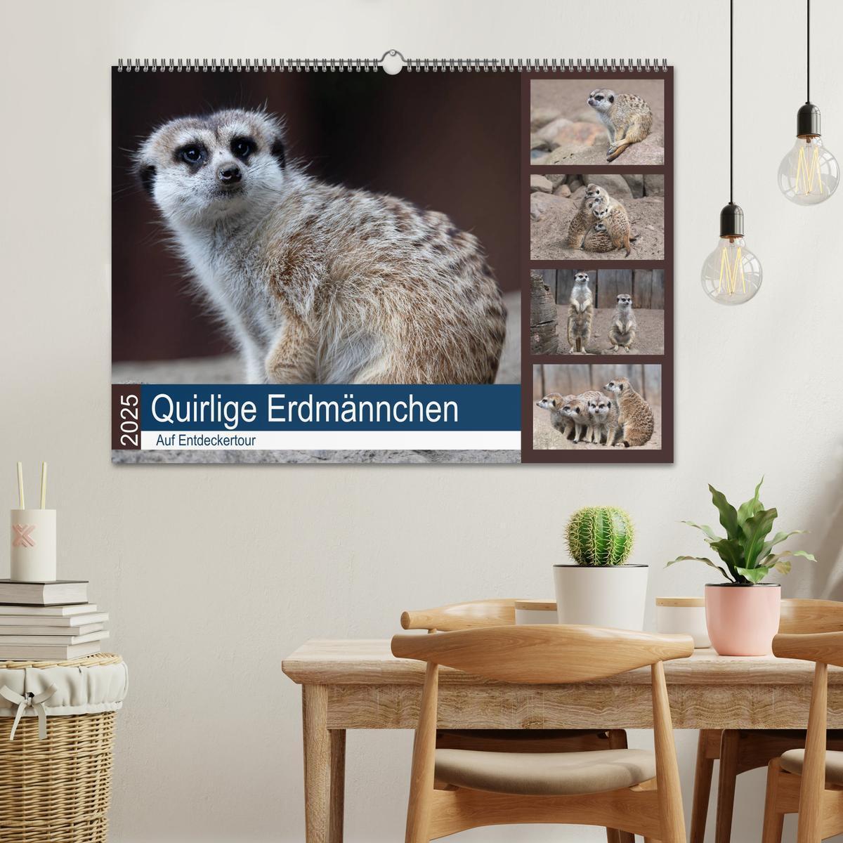 Bild: 9783435210640 | Quirlige Erdmännchen (Wandkalender 2025 DIN A2 quer), CALVENDO...