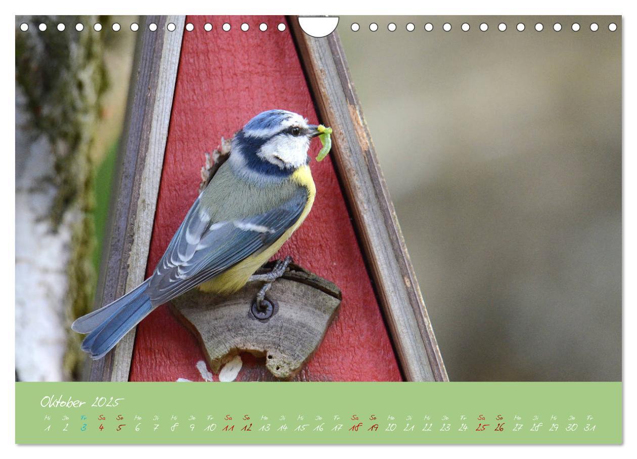 Bild: 9783435260041 | Die Blaumeise, Gast in unserem Garten (Wandkalender 2025 DIN A4...