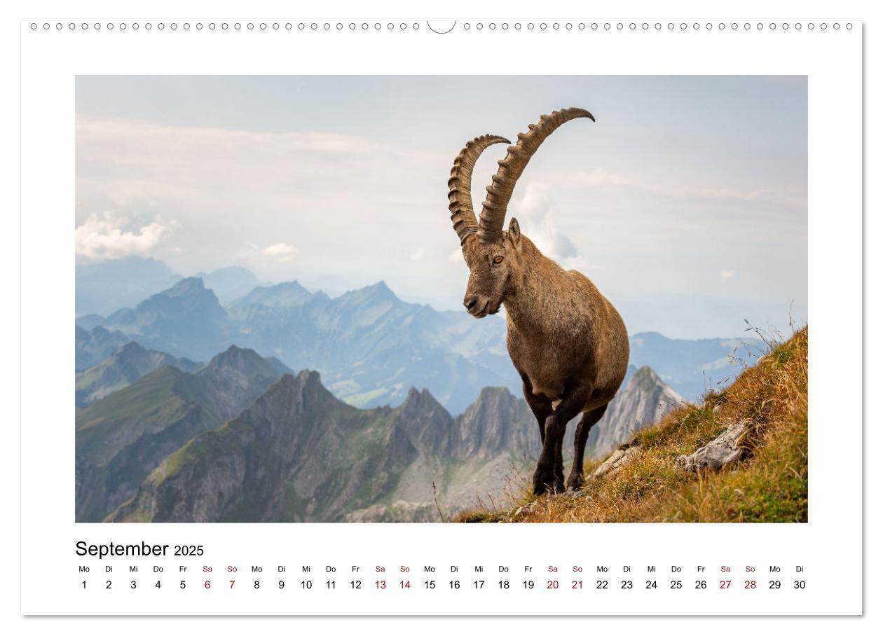 Bild: 9783383907562 | Steinböcke - Die Könige der Alpen (Wandkalender 2025 DIN A2 quer),...