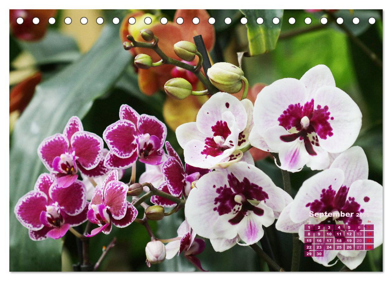 Bild: 9783383914799 | Schönste Orchideen (Tischkalender 2025 DIN A5 quer), CALVENDO...