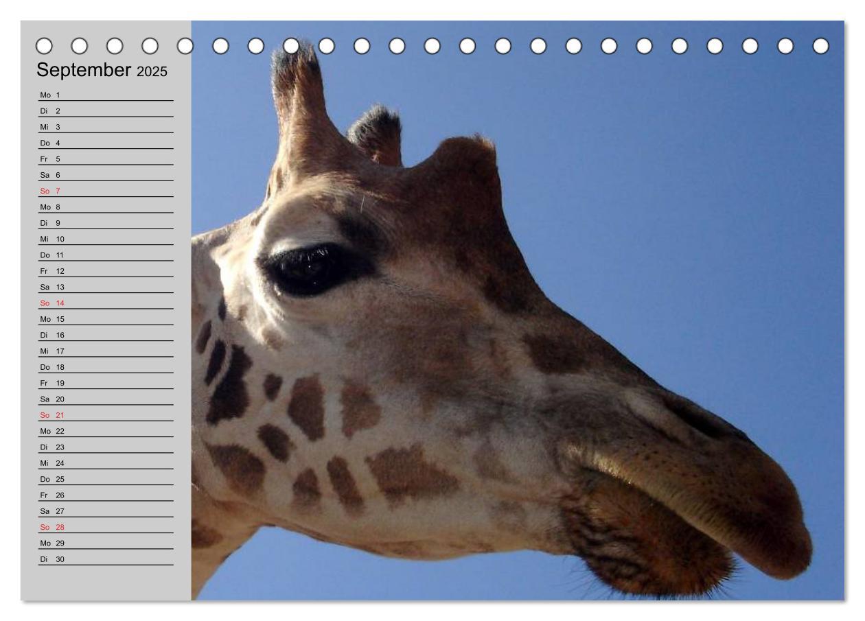 Bild: 9783435534012 | Giraffen. Dem Himmel so nah (Tischkalender 2025 DIN A5 quer),...