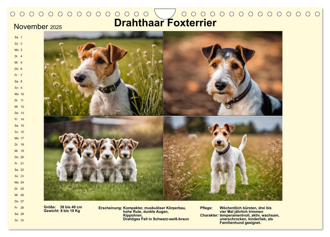 Bild: 9783435347896 | Terrier-Rassen im Portrait (Wandkalender 2025 DIN A4 quer),...