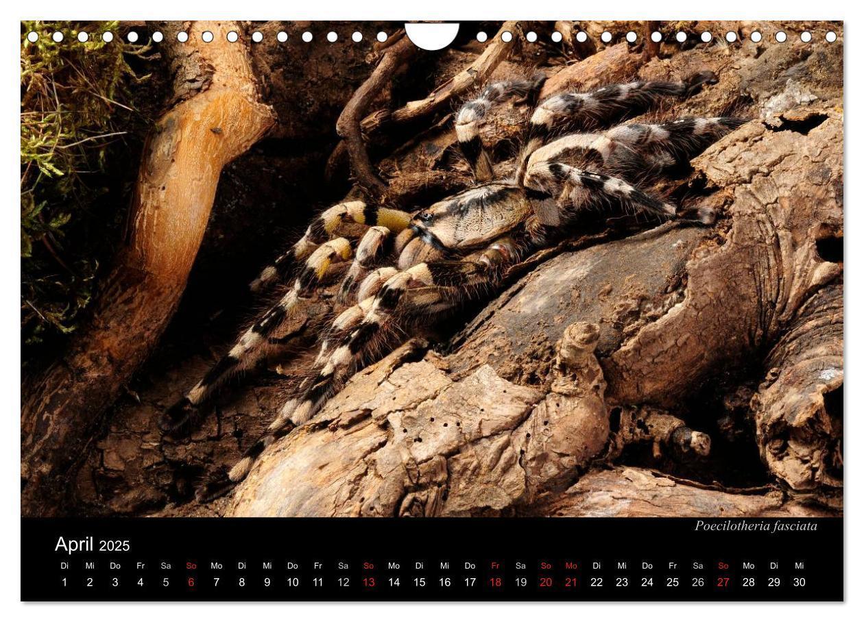 Bild: 9783435776313 | Vogelspinnen - Tarantulas (Wandkalender 2025 DIN A4 quer), CALVENDO...