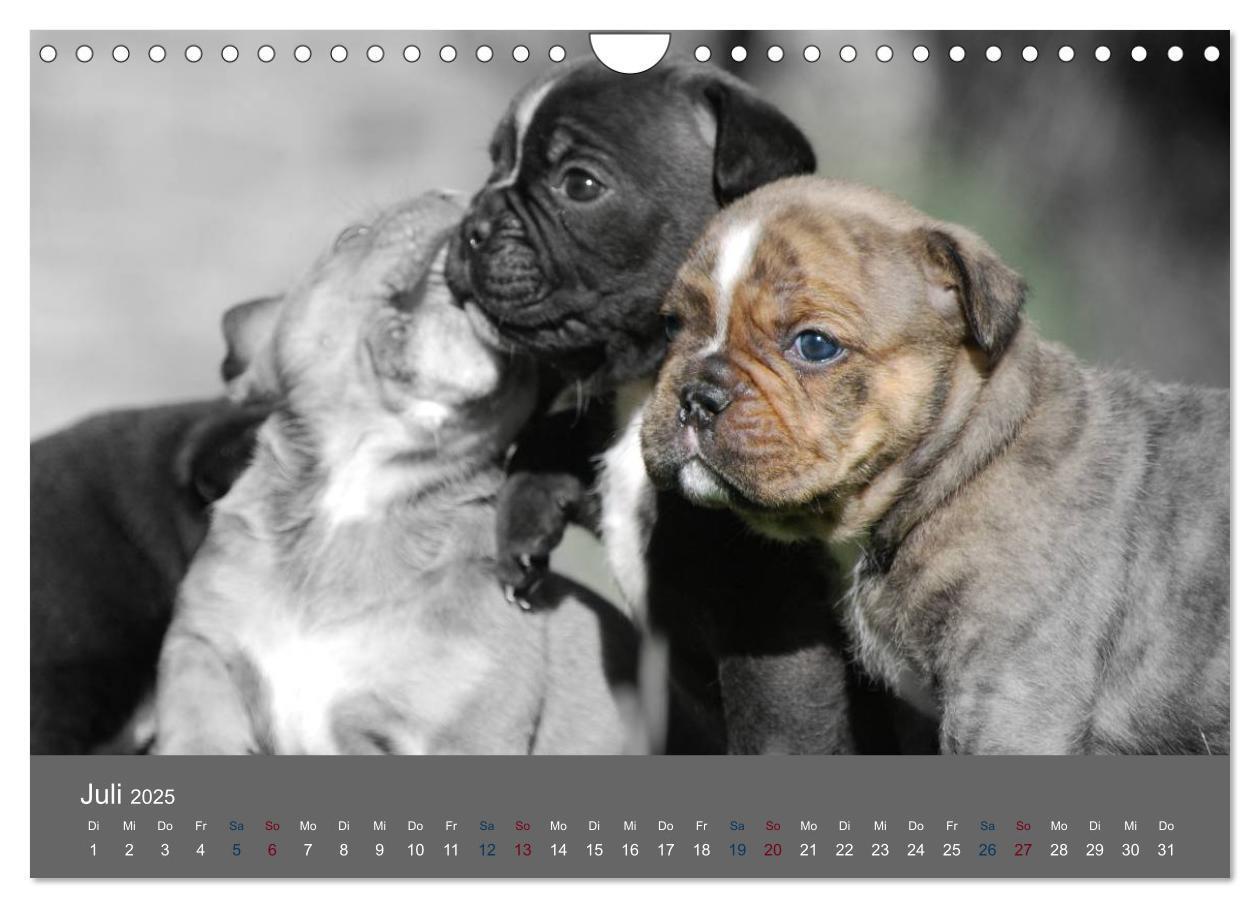 Bild: 9783435761524 | Bulldoggen-Zwerge (Wandkalender 2025 DIN A4 quer), CALVENDO...