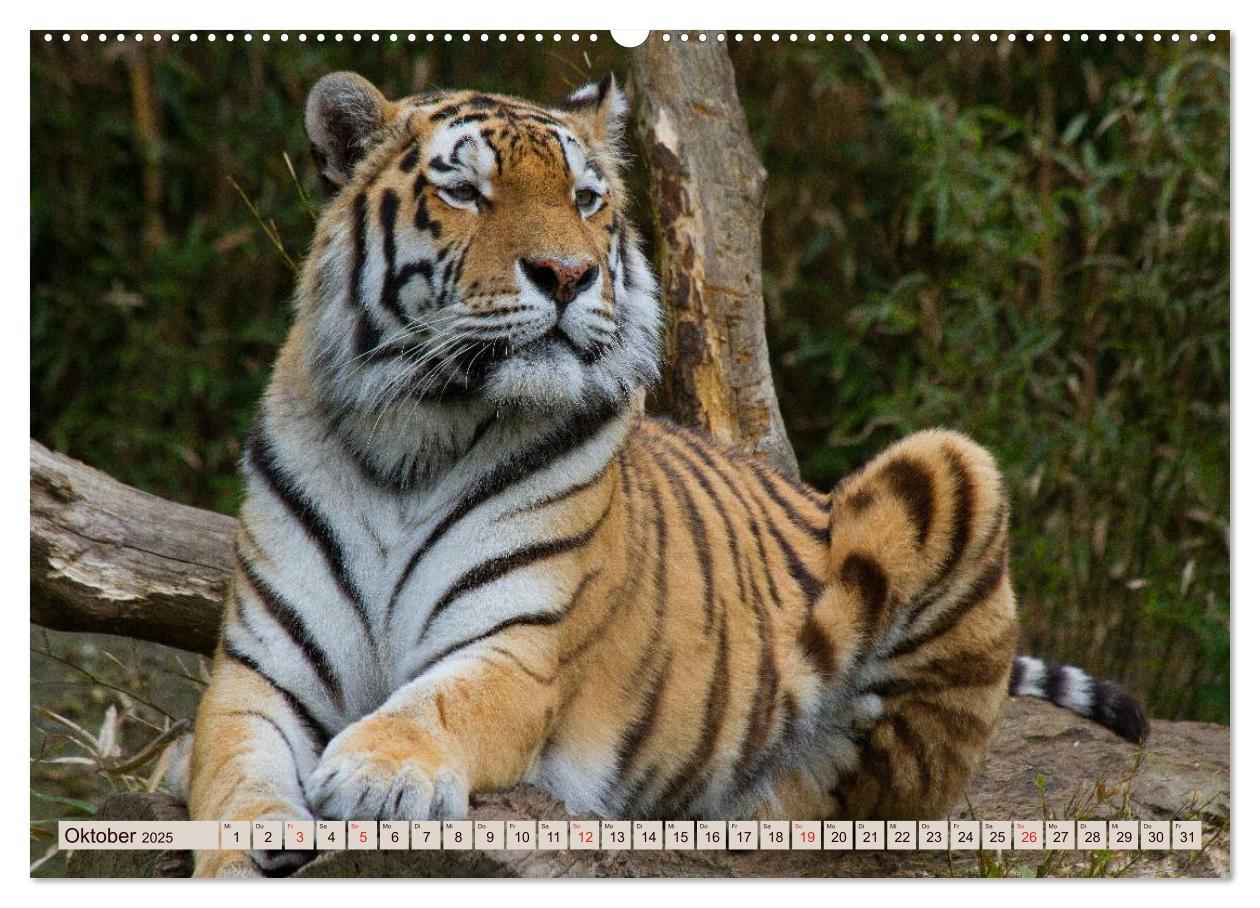 Bild: 9783435738168 | Tiger. Gestreift, wild u. schön (Wandkalender 2025 DIN A2 quer),...