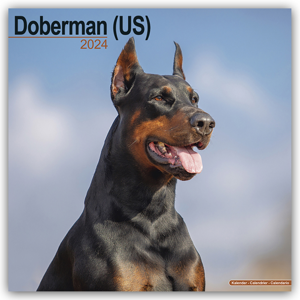 Cover: 9781804600382 | Doberman - Dobermann 2024 - 16-Monatskalender | Ltd | Kalender | 13 S.