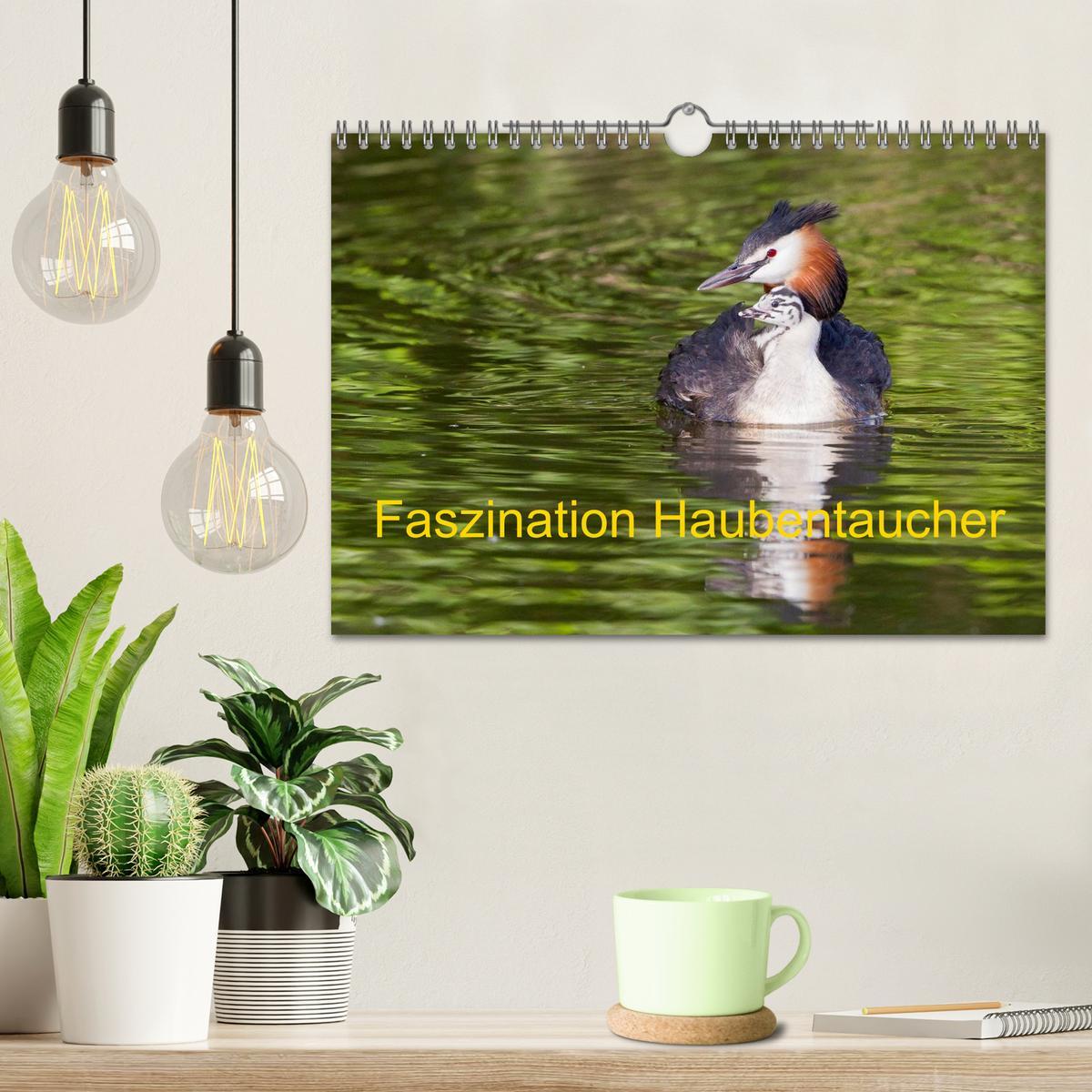 Bild: 9783435472505 | Faszination Haubentaucher (Wandkalender 2025 DIN A4 quer), CALVENDO...