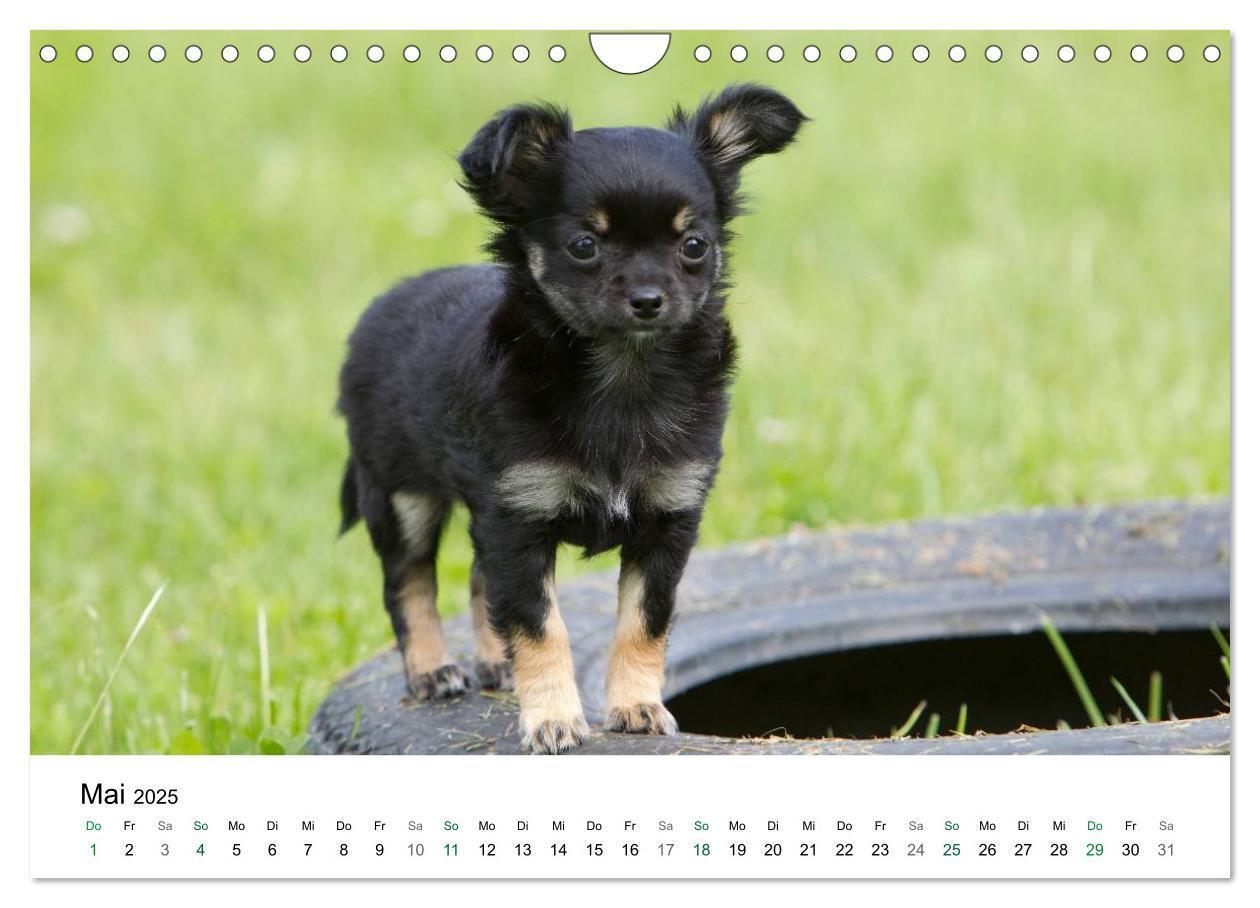 Bild: 9783435772810 | Chihuahuas - kleine Herzensbrecher (Wandkalender 2025 DIN A4 quer),...