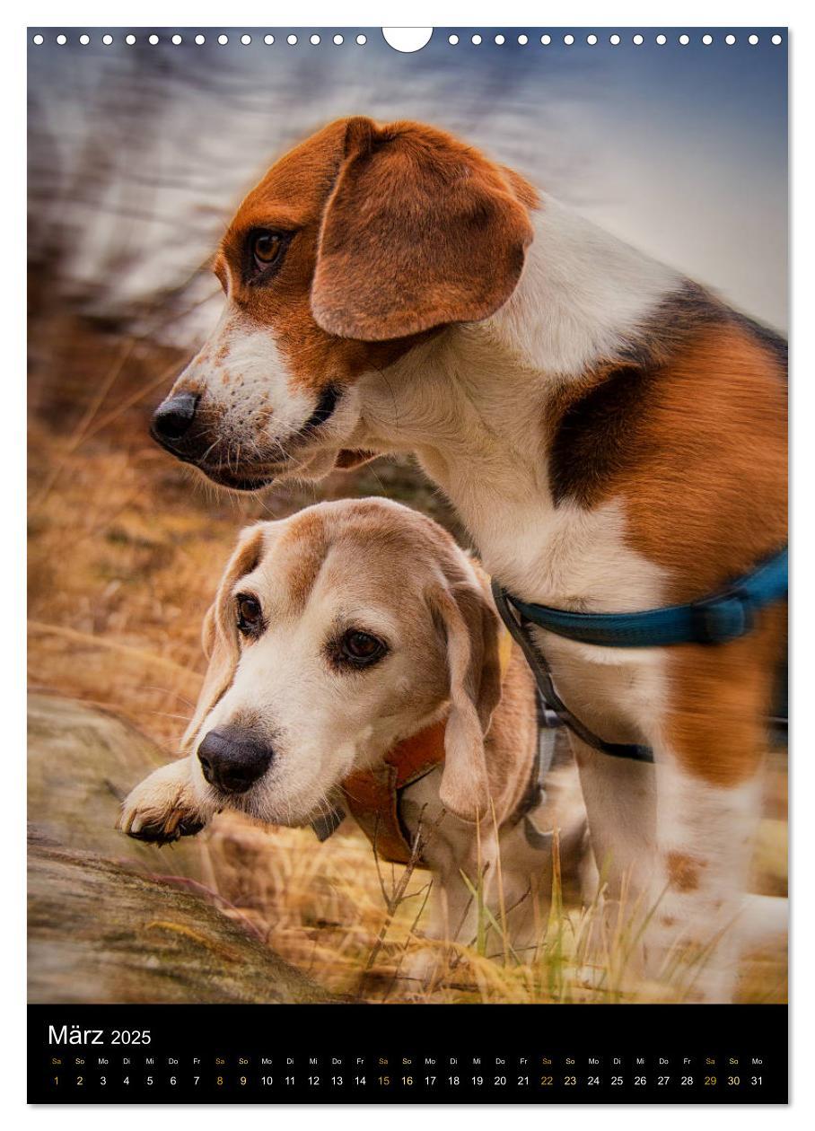 Bild: 9783435994915 | Beagle Action - Wilde Kuscheltiere (Wandkalender 2025 DIN A3 hoch),...