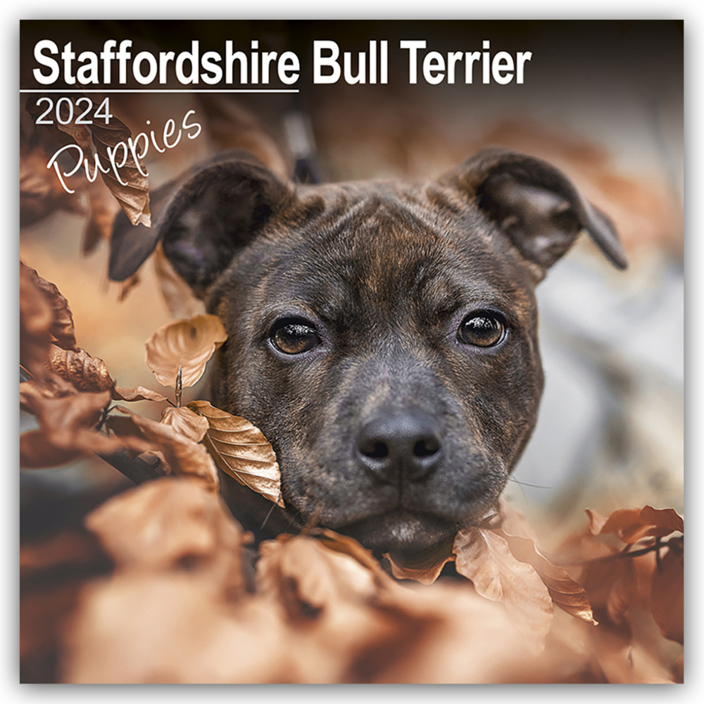 Cover: 9781804601167 | Staffordshire Bull Terrier Puppies - Staffordshire Bull Terrier...