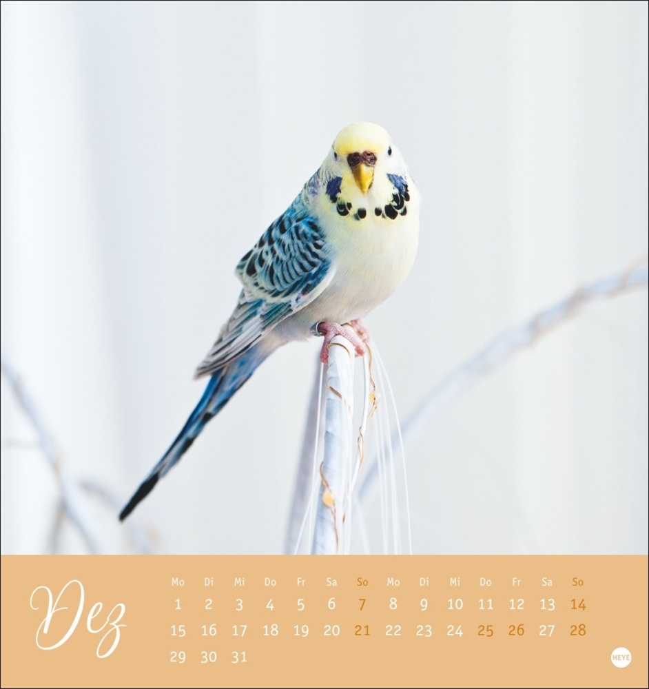 Bild: 9783756407095 | Freche Wellensittiche Postkartenkalender 2025 | Monika Wegler | 13 S.