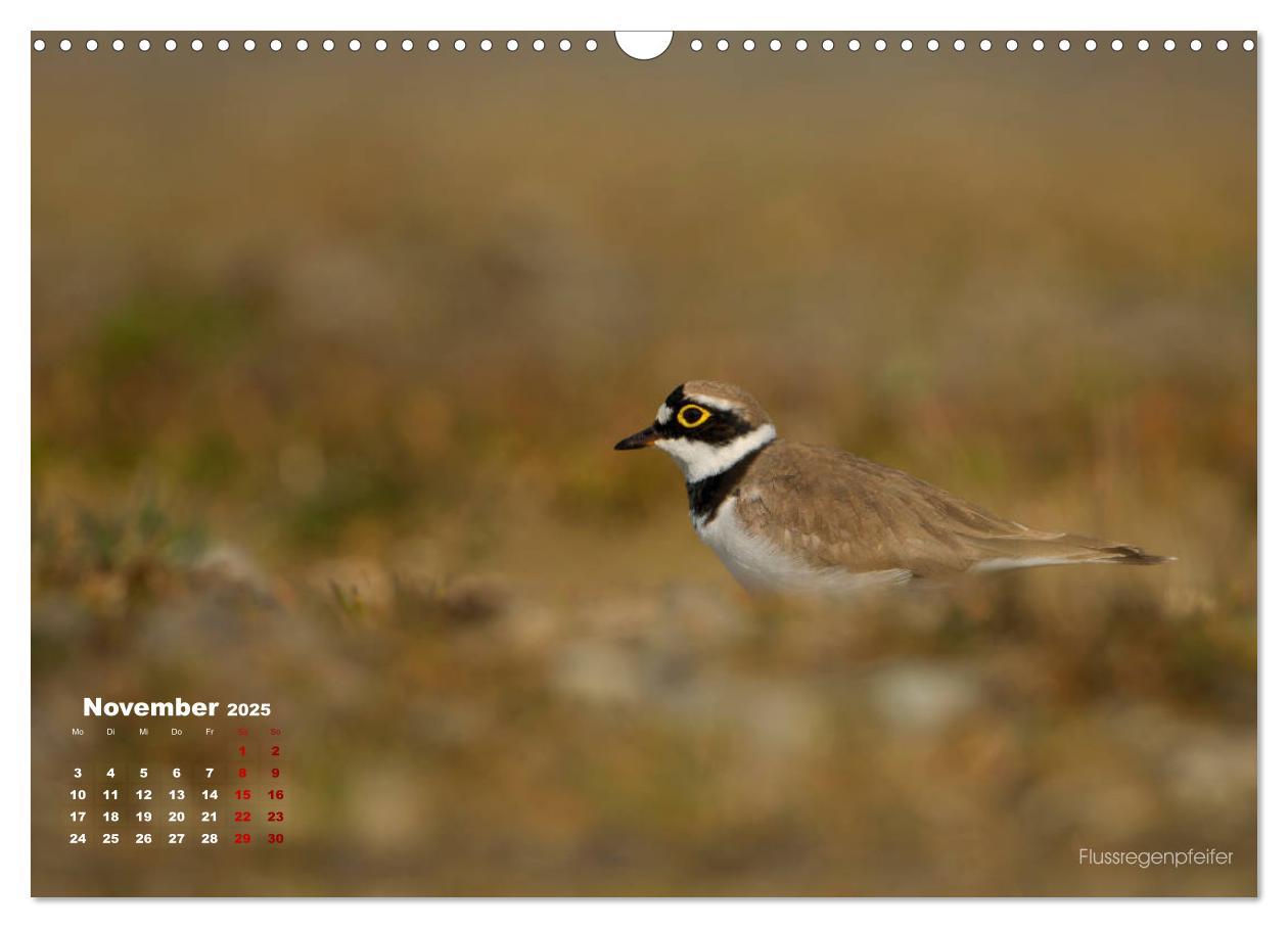 Bild: 9783435379859 | Wattvögel an der Friesischen IJsselmeerküste (Wandkalender 2025 DIN...