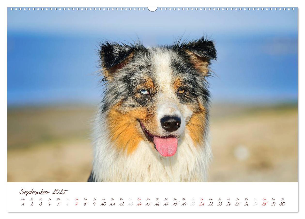 Bild: 9783435803804 | Wunderbare Australian Shepherds (hochwertiger Premium Wandkalender...