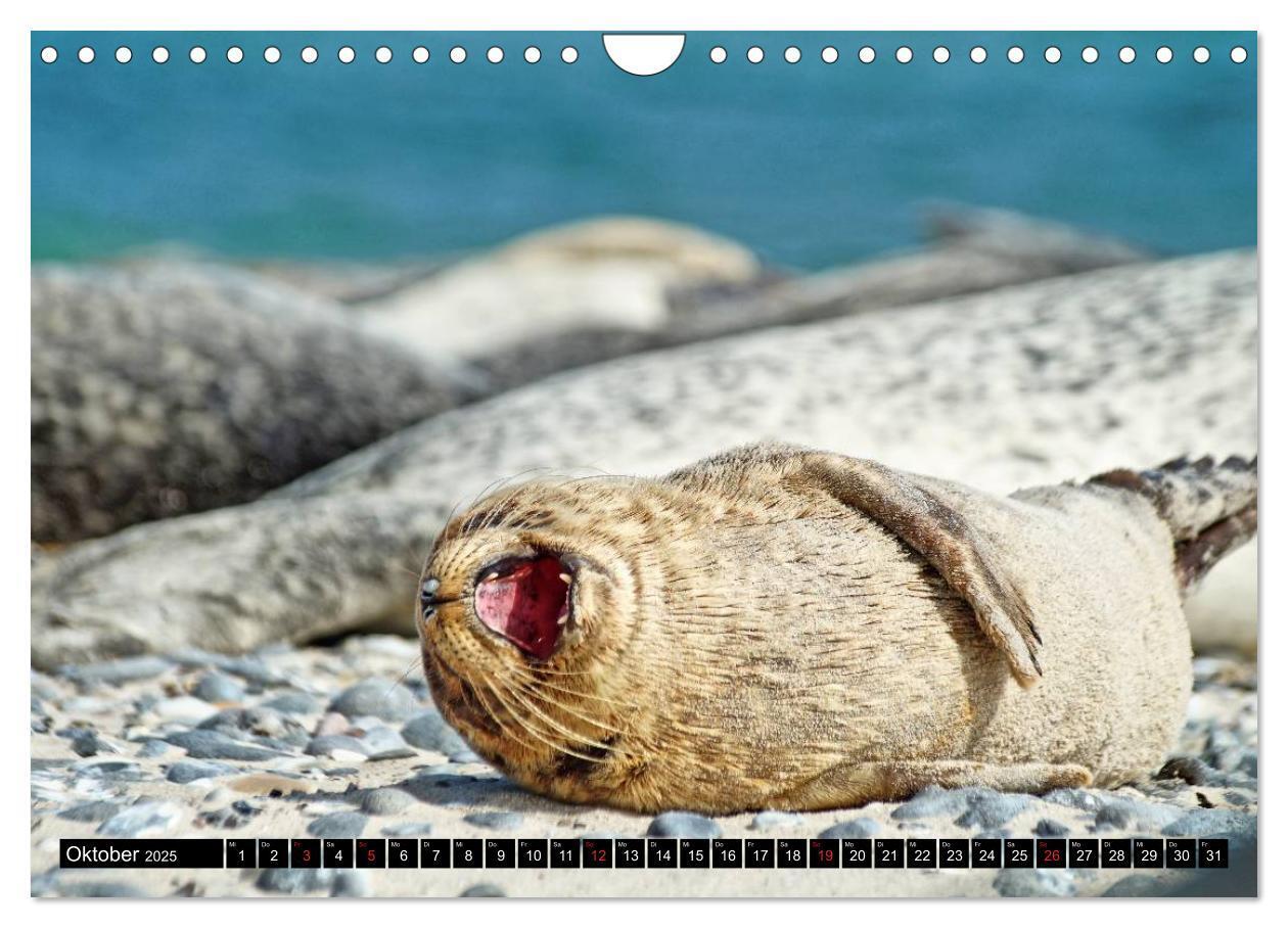 Bild: 9783435482191 | Robben an der Nordsee (Wandkalender 2025 DIN A4 quer), CALVENDO...