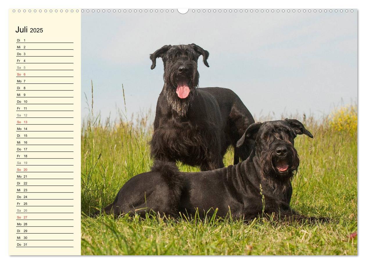 Bild: 9783435538799 | Treuer Freund Riesenschnauzer (hochwertiger Premium Wandkalender...