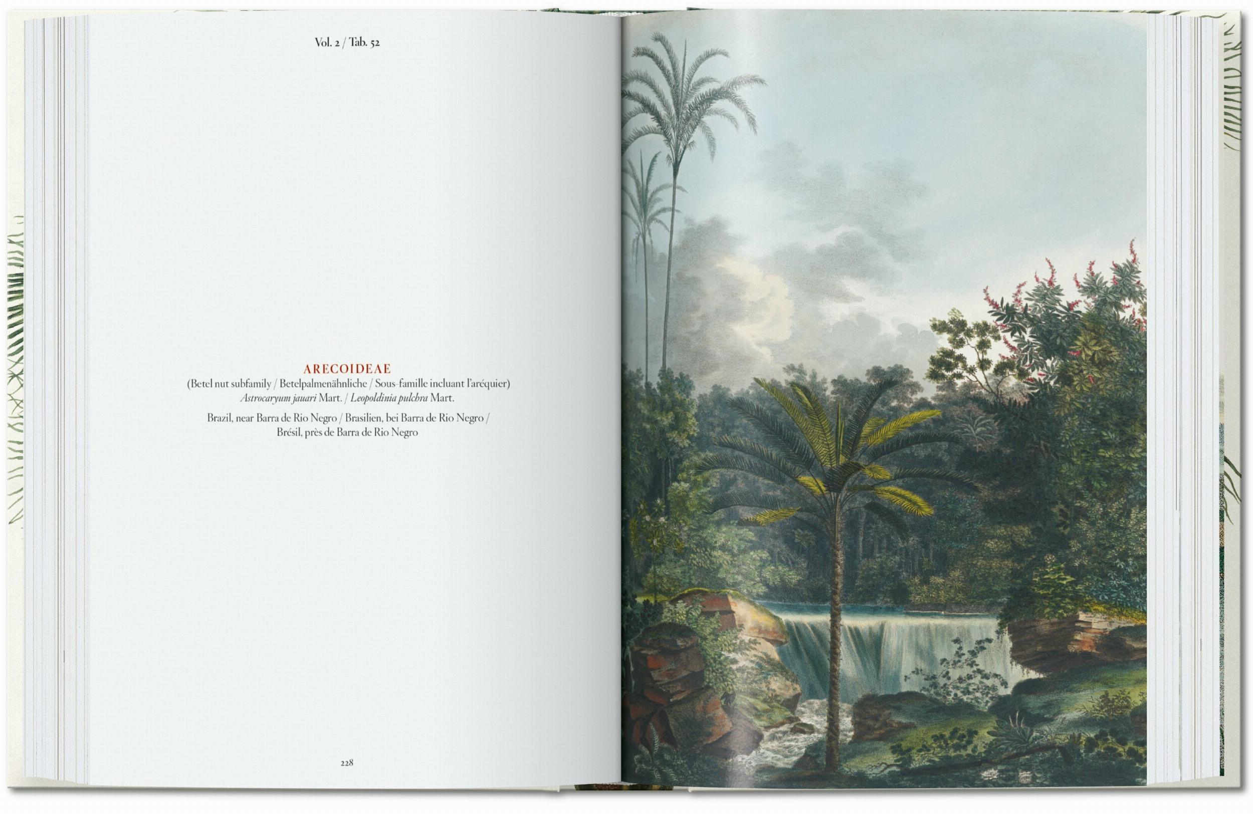 Bild: 9783836587815 | Martius. The Book of Palms | H. Walter Lack | Buch | GER, Hardcover