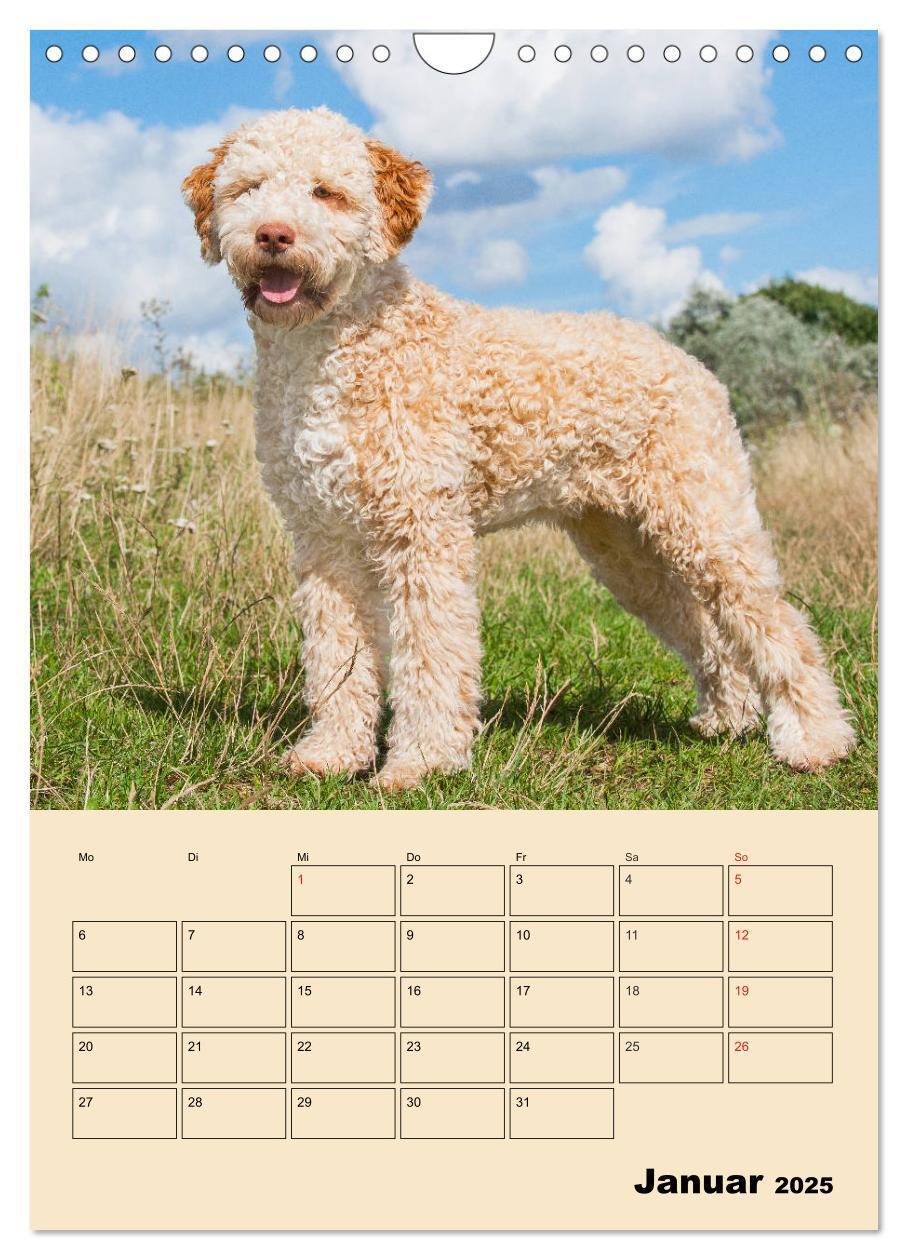 Bild: 9783435959495 | Jahresplaner Lagotto Romagnolo (Wandkalender 2025 DIN A4 hoch),...