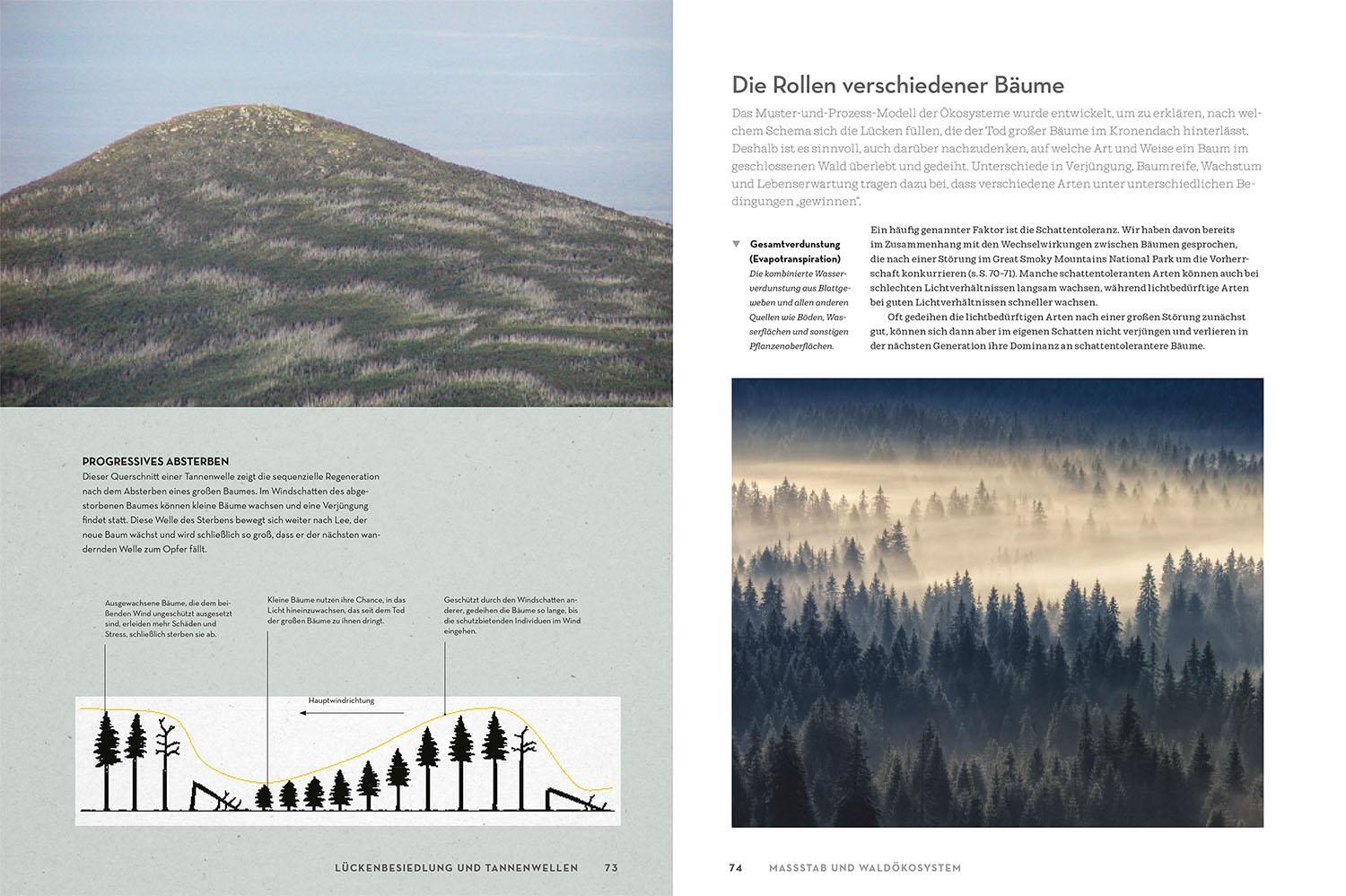 Bild: 9783989040014 | Atlas der Wälder | Netzwerke der Superlative | Hermann Shugart (u. a.)