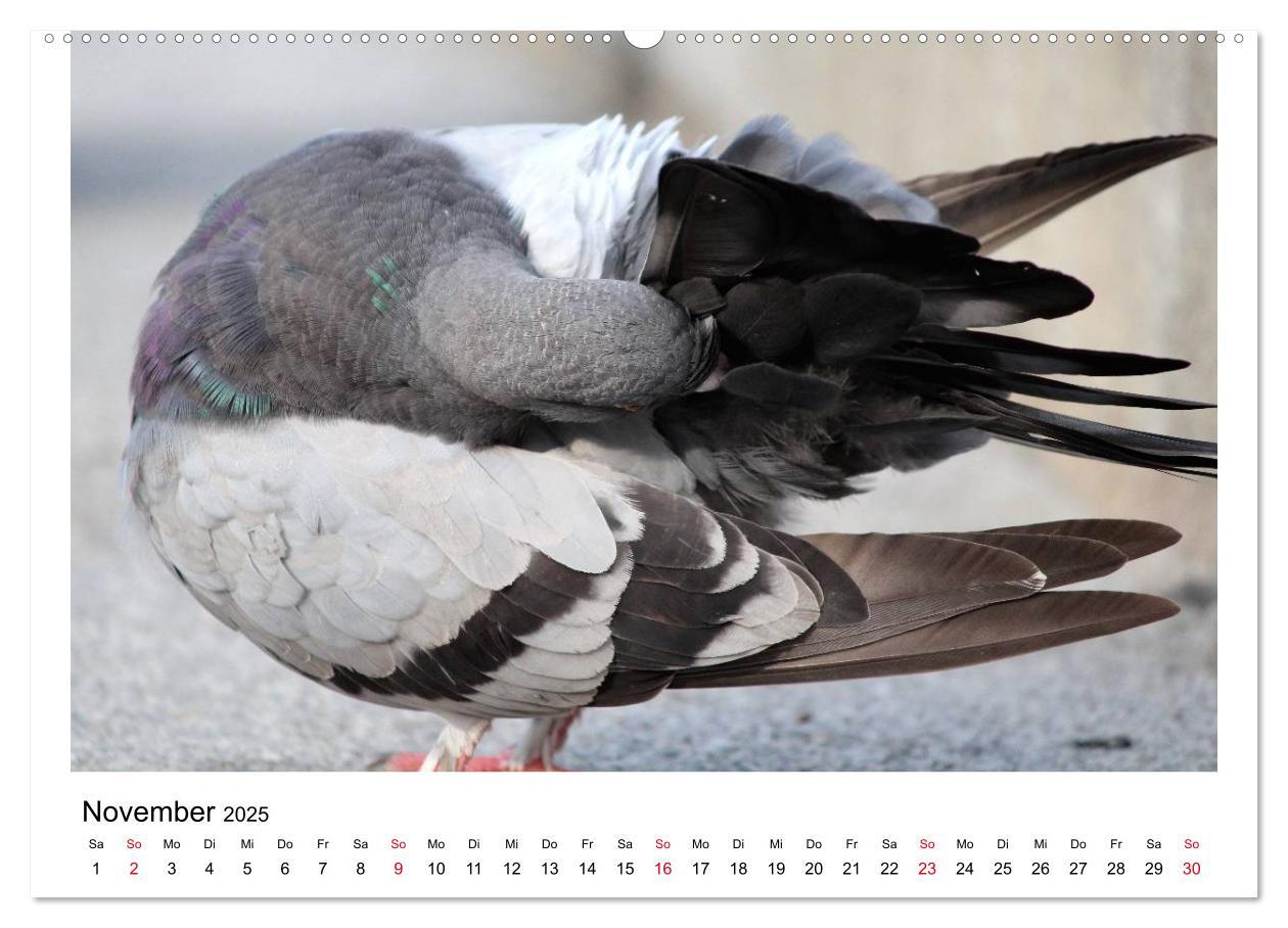 Bild: 9783435755899 | Geliebte Tauben (Wandkalender 2025 DIN A2 quer), CALVENDO...