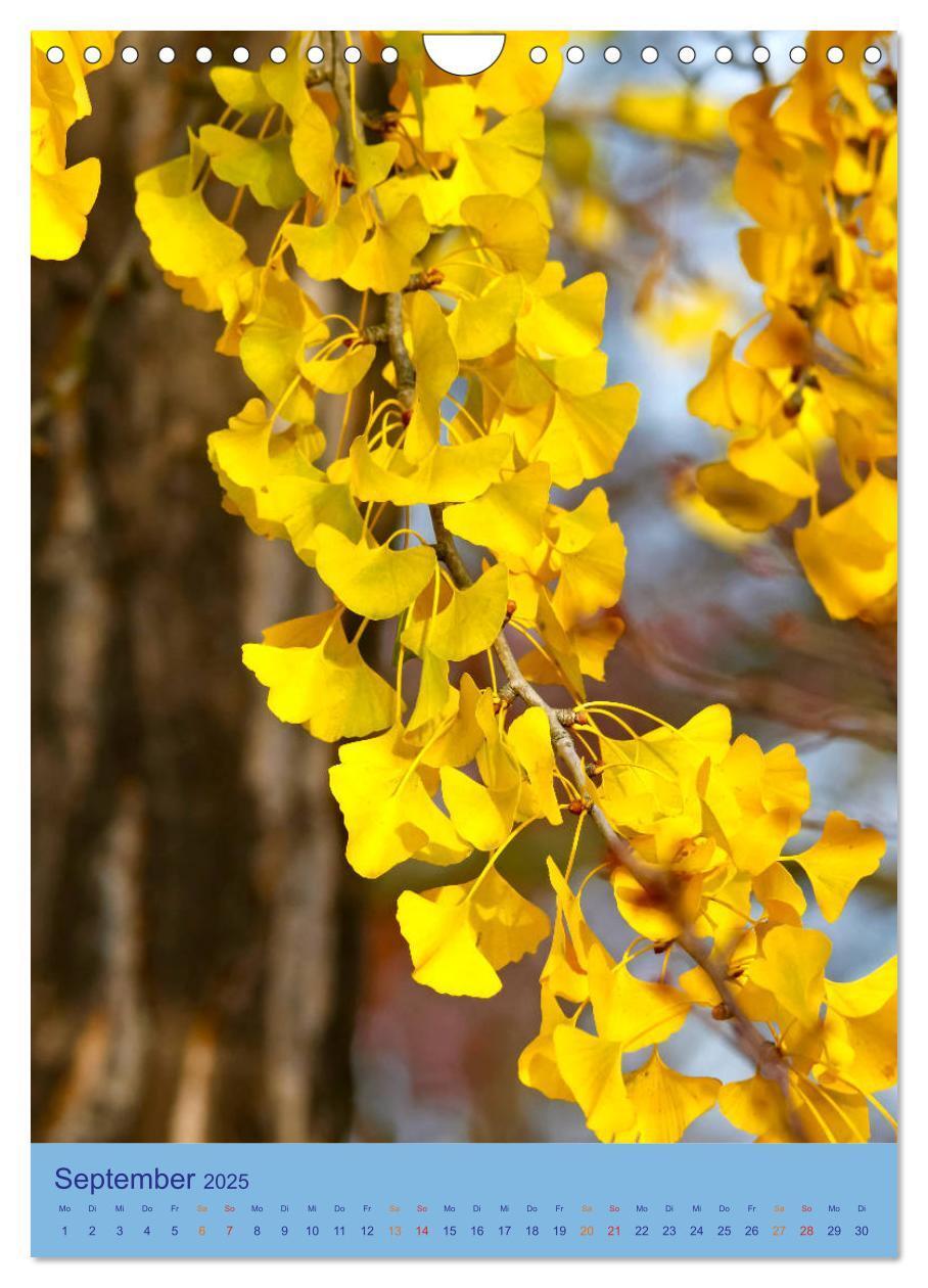 Bild: 9783435975204 | Ginkgo (Wandkalender 2025 DIN A4 hoch), CALVENDO Monatskalender | 2025