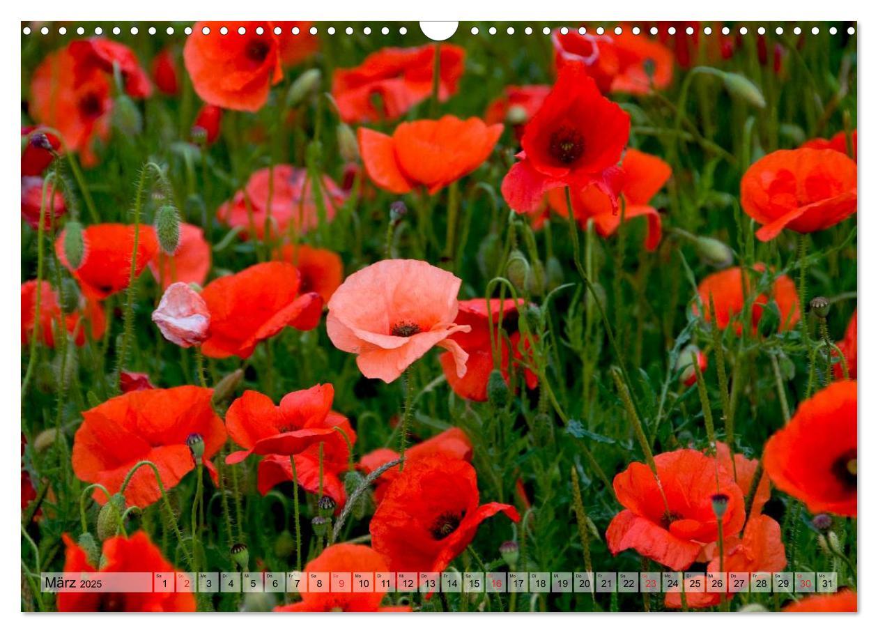 Bild: 9783435829125 | Voll Mohn (Wandkalender 2025 DIN A3 quer), CALVENDO Monatskalender