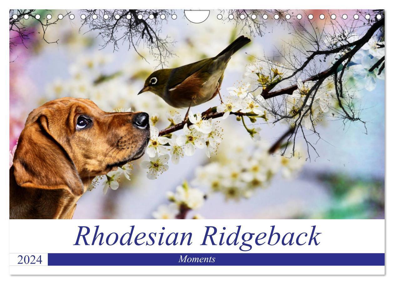 Cover: 9783383157639 | Rhodesian Ridgeback - Moments (Wandkalender 2024 DIN A4 quer),...