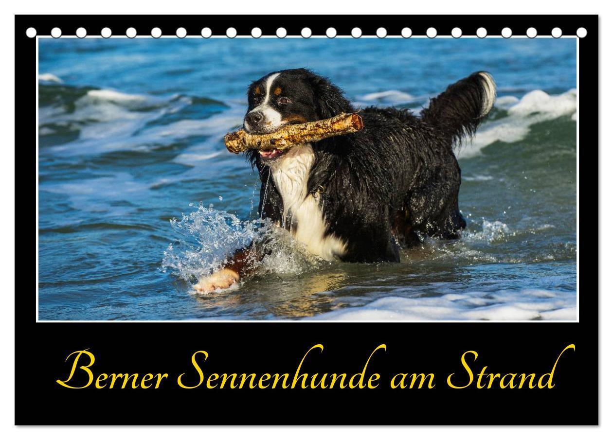 Cover: 9783435515783 | Berner Sennenhunde am Strand (Tischkalender 2025 DIN A5 quer),...