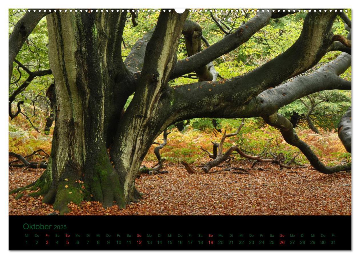 Bild: 9783435822744 | Baumgeflüster (Wandkalender 2025 DIN A2 quer), CALVENDO Monatskalender