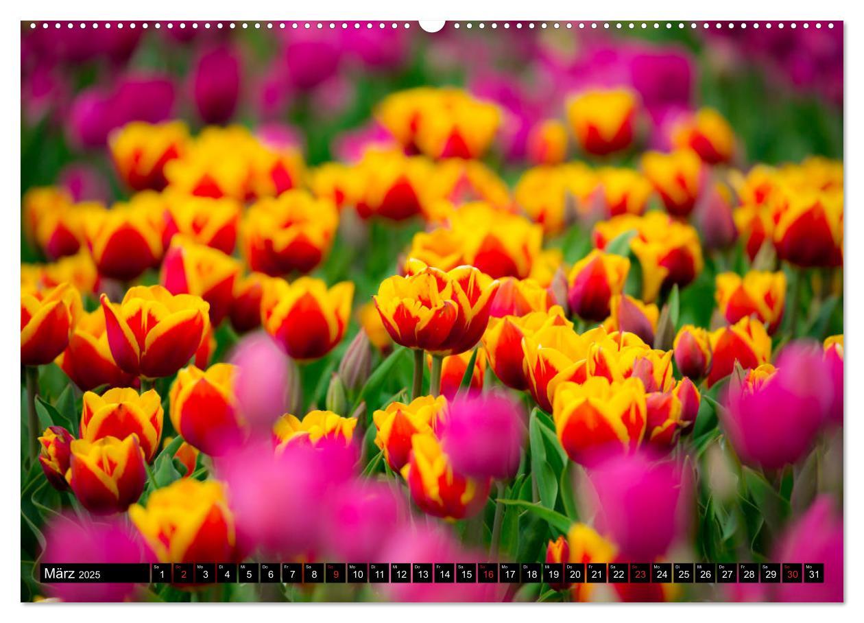 Bild: 9783435227495 | Kleine Blumen ganz groß (Wandkalender 2025 DIN A2 quer), CALVENDO...