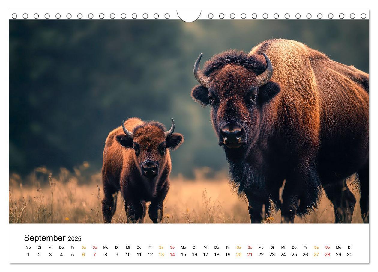 Bild: 9783457238349 | Büffel - Ikonen der Wildnis (Wandkalender 2025 DIN A4 quer),...