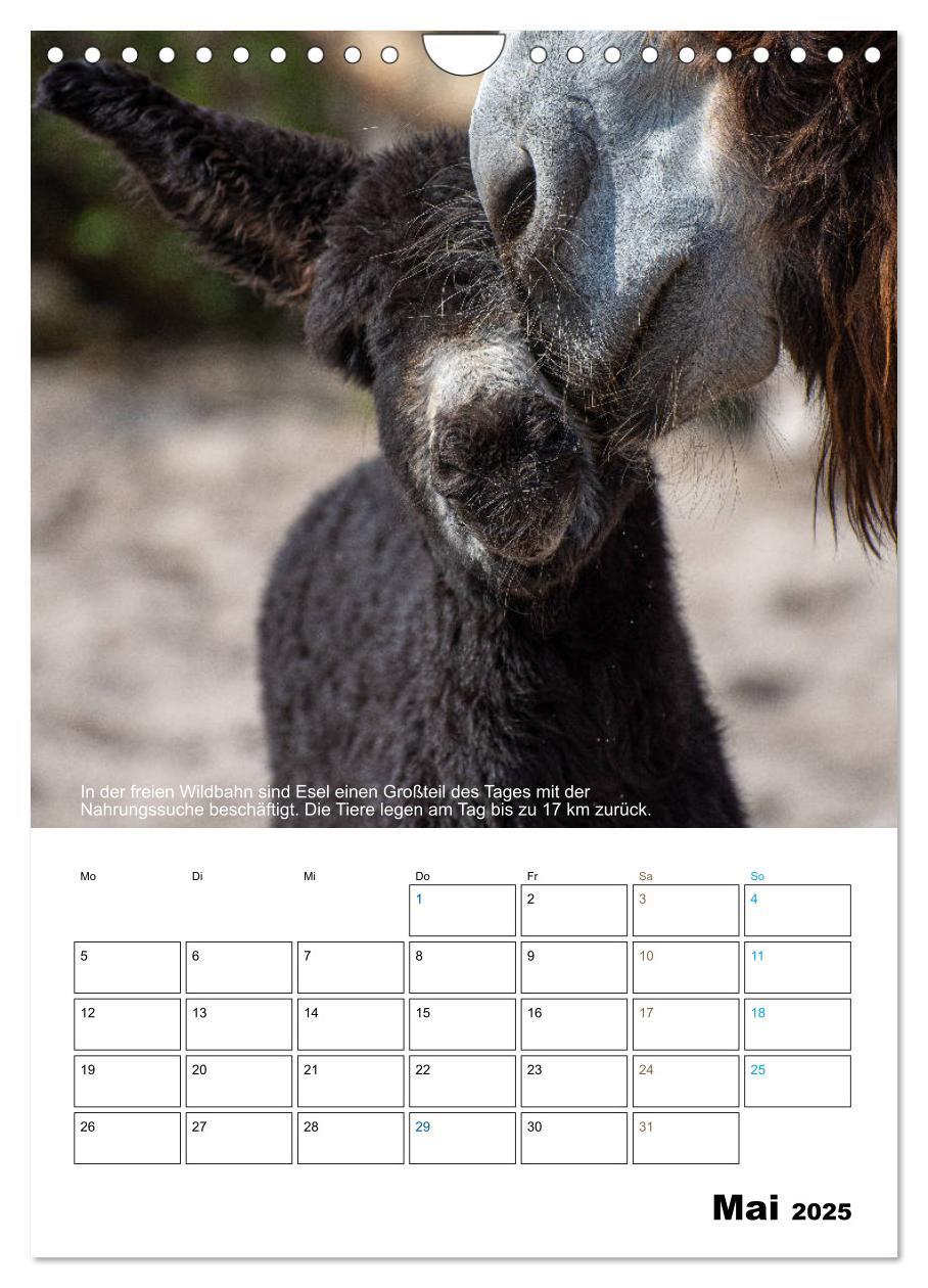 Bild: 9783435943203 | Liebenswerte Landtiere (Wandkalender 2025 DIN A4 hoch), CALVENDO...