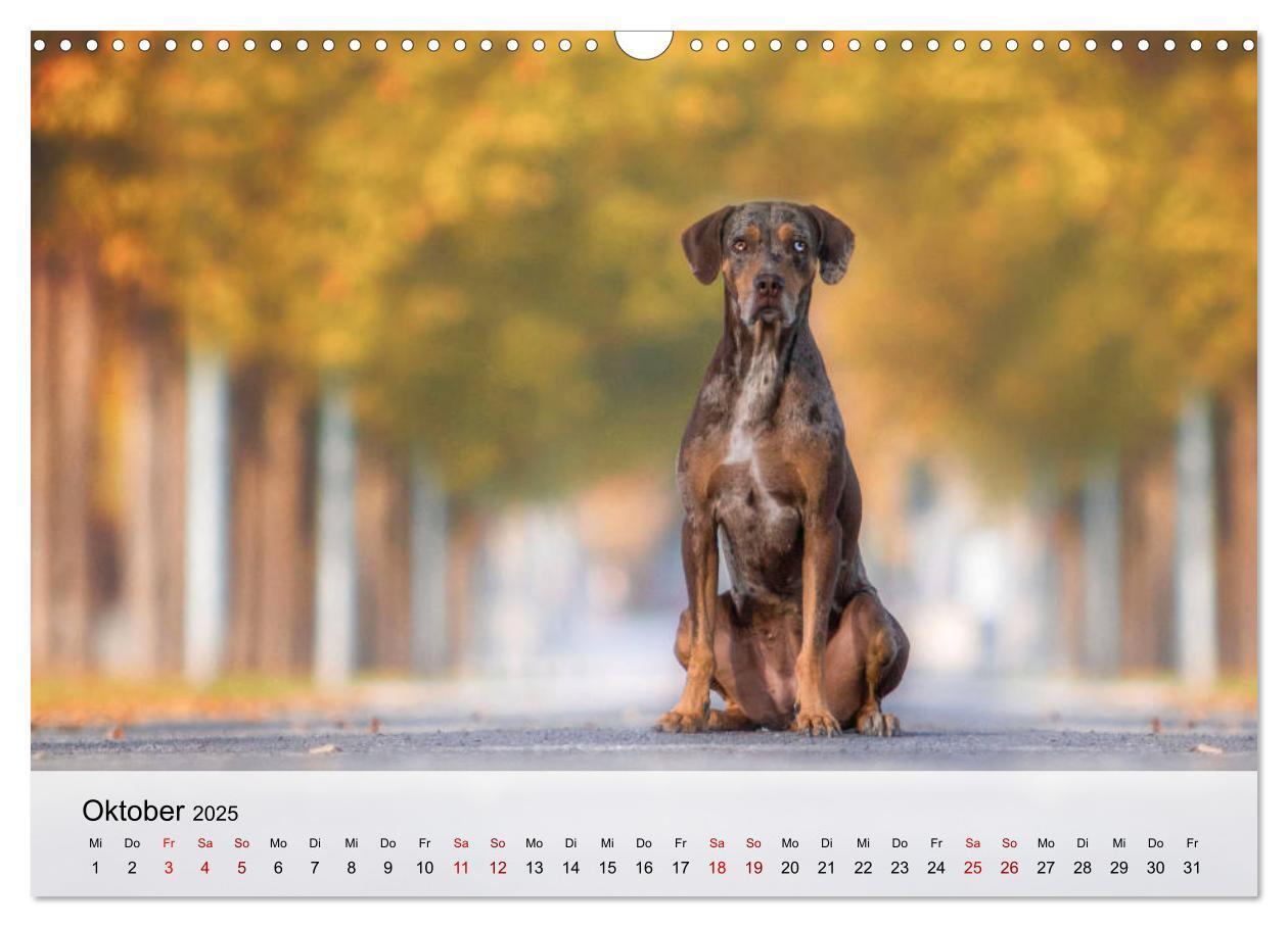 Bild: 9783435180684 | Lousiana Catahoula Leopard (Wandkalender 2025 DIN A3 quer),...