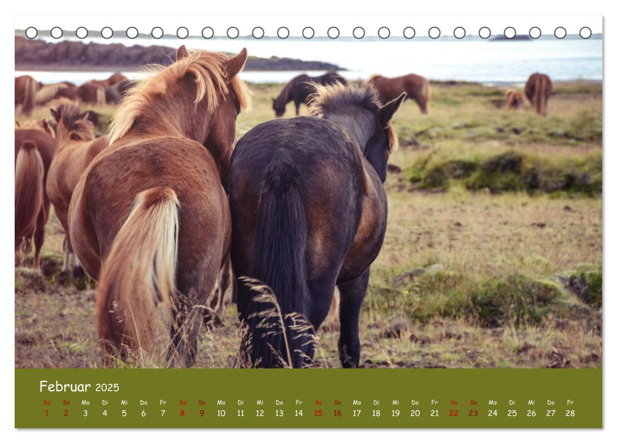 Bild: 9783435070893 | Das Islandpferd (Tischkalender 2025 DIN A5 quer), CALVENDO...