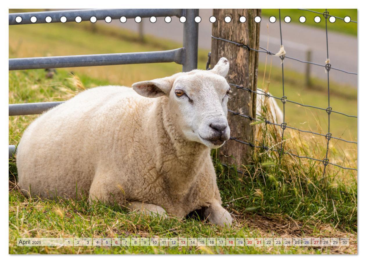 Bild: 9783435105908 | Texel - Kleine Insel, große Vielfalt (Tischkalender 2025 DIN A5...